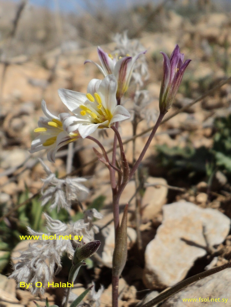 Gagea libanotica (Hochst). Greuter